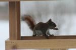 American Red squirrel