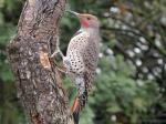 Male Northern Flicker.