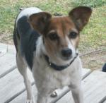 My Jack Russell-8 Yrs. Old