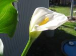 Calla Lily-close