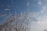 Reeds Coated in ice