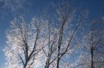 Iced Trees