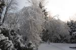 Silver Birch after Ice storm