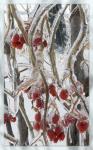 winter berries