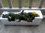 Pansies in styrofoam container.