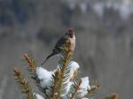 Red Poll practicing poll sitting.