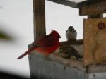 Cardnial and Pine Siskins