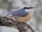 Red-breasted nuthatch.