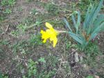 First daffodil of 2012