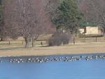 geese on Holmes Lake   Jan. 2012