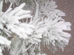 pine branches loaded down with snow