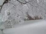 heavy, wet snow in backyard