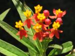 Asclepias curassavica 