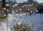 Fennel in Snow