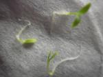 dianthus seedlings