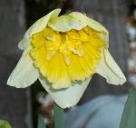 First Daff of the year