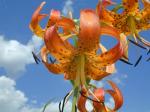 turks cap lilies