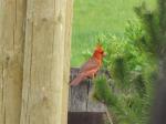 Cardinal