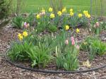 Tulips & Daffodils in the pergola area..