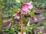 first of the helebores blooming