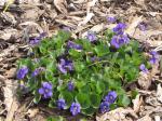 Wild Violets