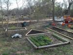 Small vegetables in front yard