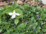 Trillium in the wild violets...