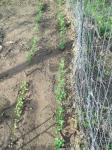 Peas and radishes are growing, finally