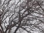 gnarly winter tree