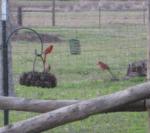 red birds at feeder