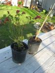 Shrimp Plant & Blue Butterfly Bush