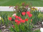 Tulips & Bleeding Heart