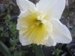 Narcissus Hybrids