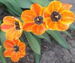 Orange tulips