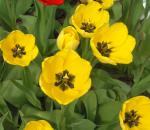 Yellow Tulips