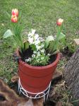 Tulips in ice cream maker