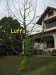 Luffa Tree?