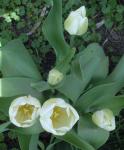 White tulip