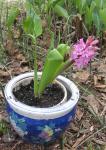 Pink Hyacinth