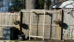 new compost bin & trellis in waiting