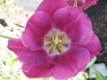 Tulip-Purple-inside