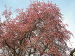 Big crabapple tree in heather's back yard