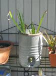 Water Cooler with Water Irises