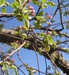 Apple tree trying to bloom.