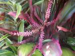 Croton in flower