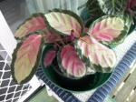 Calathea, one of my favrites