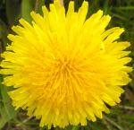 Dandilion bloom