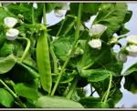 Sugar Snap Peas