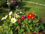 Dalias grow in mixborder near lawn