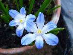 Scilla luciliae Valentine's Day